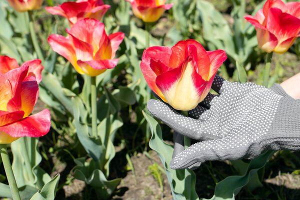 Крупным планом руки садовника держат красный тюльпан. Концепция садоводческой работы. Садовник заботится о тюльпанах..