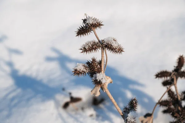 在冬季的雪地里 黄铁矿粗糙的球茎 冷却的球茎 褐色的干分枝 — 图库照片