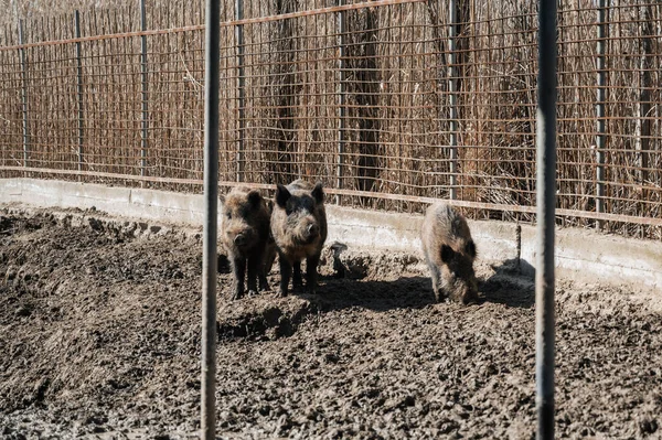 Familie Von Hausschweinen Auf Einem Bauernhof — Stockfoto