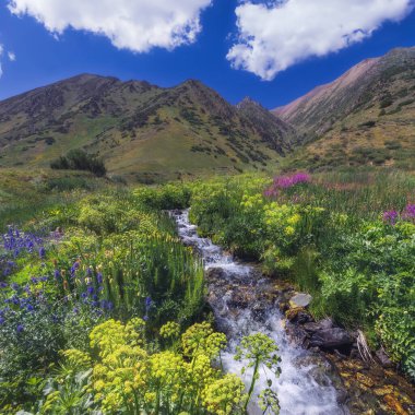 Yaz mevsiminde Koksai vadisindeki Kazakistan 'daki Aksu-Zhabagly Doğa Rezervi' nde çağlayan şelalelerle dolu bir dağ deresi.