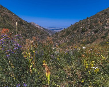 Yazın Kazakistan 'ın Tien Shan dağlarındaki Kaskasu vadisinde çiçek açan yeşil tarla.