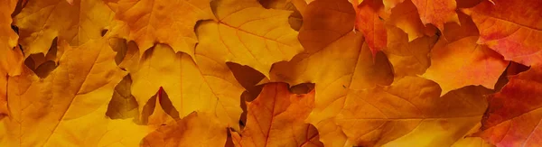 Orangefarbene Ahornblätter Herbst Herbst Hintergrundbild Von Oben Flach Gelegt Breites — Stockfoto