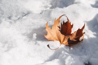 Kuru turuncu akçaağaç yaprağı kışın karda yatar.
