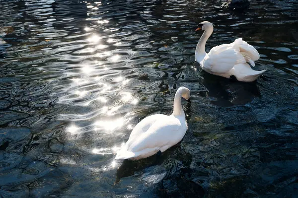 Paire Romantique Cygnes Blancs Flottent Sur Eau Bleu Foncé Lac — Photo