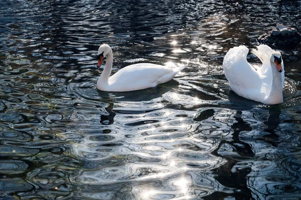 Ein Romantisches Paar Weißer Schwäne Schwebt Auf Dem Dunkelblauen Wasser — Stockfoto