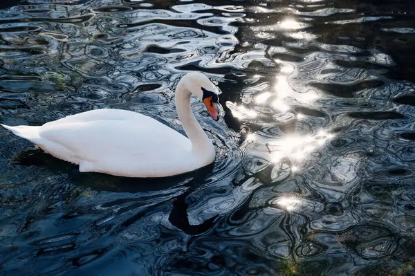 Белый Лебедь Плавает Темной Голубой Воде Озере — стоковое фото