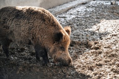 Çiftlikteki büyük yaban domuzu