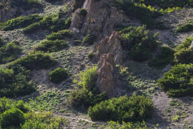 Doğada yazın vadideki çalıların arasındaki dağ taşları.