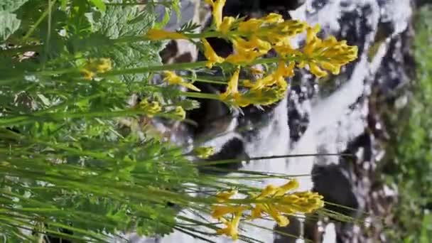 Žluté Kvetoucí Květy Kvetou Potoka Horské Řeky Poli Létě Svislé — Stock video