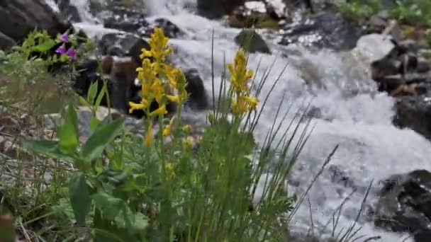 Fleurs Fleurs Jaunes Fleurissent Près Ruisseau Montagne Dans Champ Été — Video