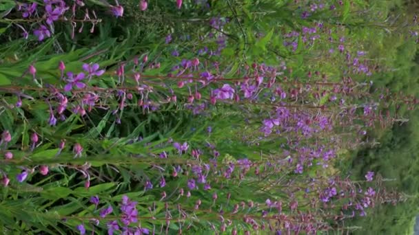 Floraison Fleurs Pourpres Plante Chamaenerion Angustifolium Sur Une Prairie Verte — Video