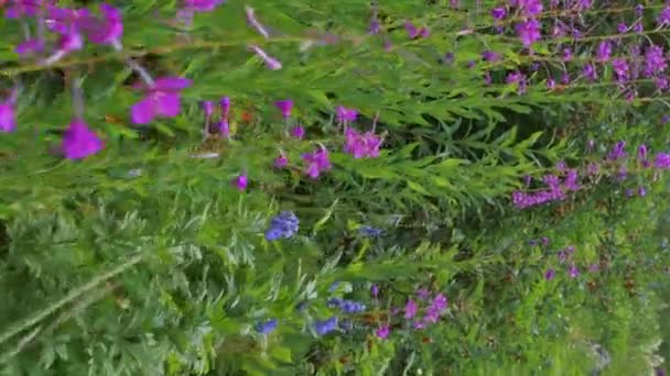 Flores Roxas Florescentes Planta Chamaenerion Angustifolium Prado Verde Verão Movimento — Vídeo de Stock