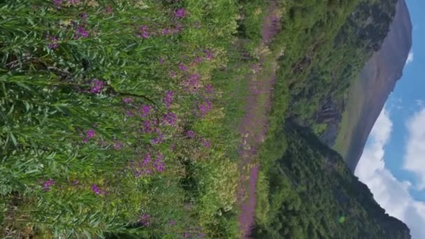 Kvetoucí Květy Rostliny Chamaenerion Angustifolium Zelené Louce Létě Pohoří Tien — Stock video