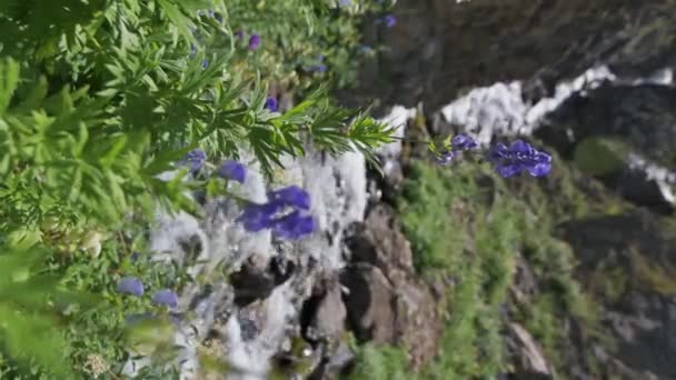 Fleurs Pourpres Fleurissent Près Ruisseau Montagne Dans Champ Été Vidéo — Video