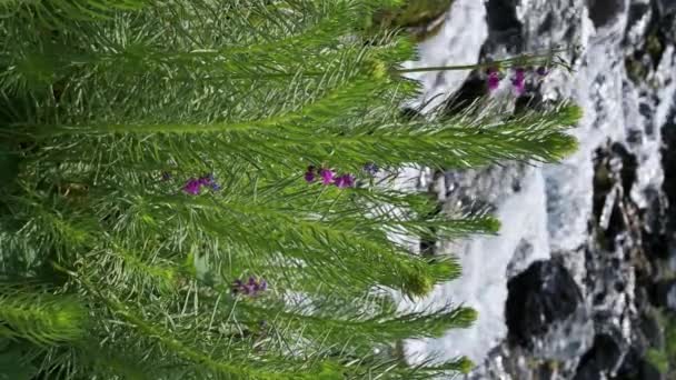 Planta Flores Semenovii Clementsian Florescer Por Córrego Rio Montanha Campo — Vídeo de Stock