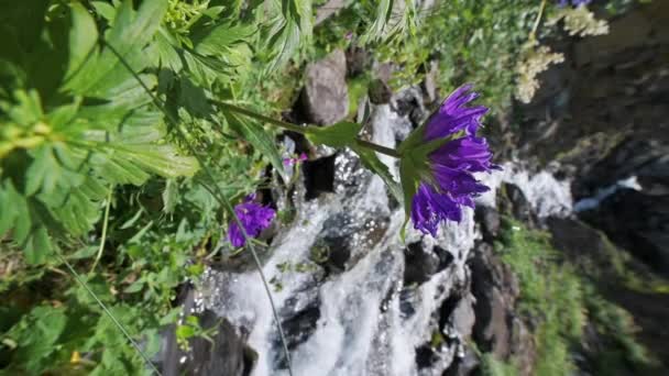 Fleurs Pourpres Fleurissent Par Ruisseau Rivière Montagne Dans Champ Printemps — Video