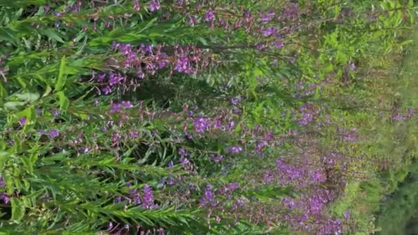 Flores Roxas Florescentes Planta Chamaenerion Angustifolium Prado Verde Verão Vertical — Vídeo de Stock