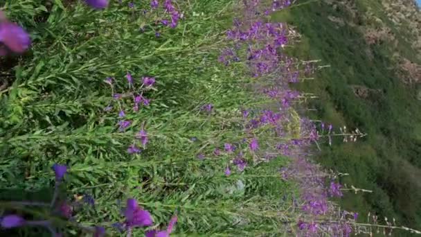 Kwitnienie Purpurowe Kwiaty Kamaenerion Angustifolium Lina Zielonej Lecie Powolny Ruch — Wideo stockowe