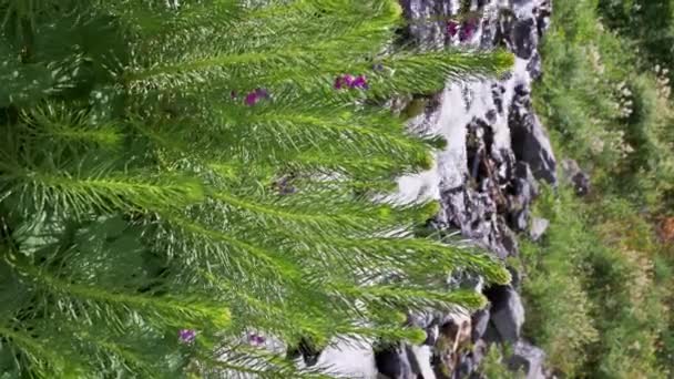 Planta Flores Semenovii Clementsian Florescer Por Córrego Rio Montanha Campo — Vídeo de Stock
