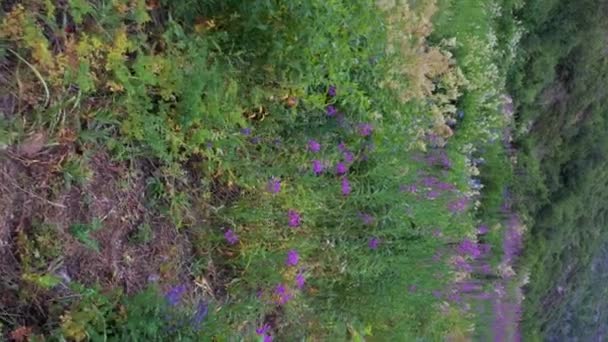Blühende Lila Blüten Der Chamaenerion Angustifolium Pflanze Auf Einer Grünen — Stockvideo