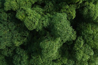 Yeşil ferula yaprakları çok yıllık bahar aylarında yakın plan çekimde. Bitkilerin doğal arkaplanı