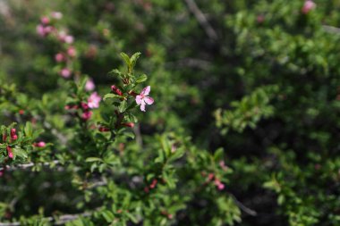 Baharda Aksu Kanyonu 'nda, kiraz ağacı budanmış tomentosa çiçekleri ile çiçek açmış.