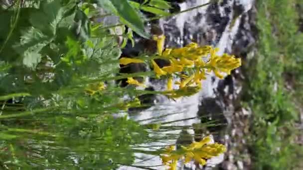 Жовті Квіти Цвітуть Біля Гірського Річкового Струмка Влітку Вертикальне Відео — стокове відео