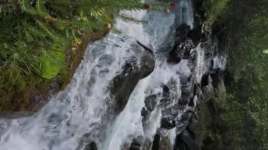 Clementsian semenovi çiçekleri yaz mevsiminde bir dere kenarında çiçek açar. Dikey video