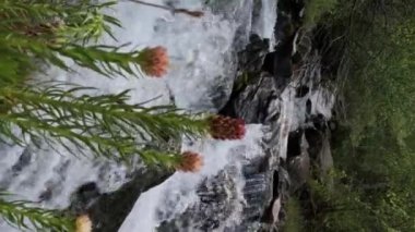 Clementsian semenovi çiçekleri yaz mevsiminde bir dere kenarında çiçek açar. Yavaş çekim dikey