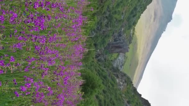 Bloeiende Bloemen Van Chamaenerion Angustifolium Plant Een Groene Weide Zomer — Stockvideo
