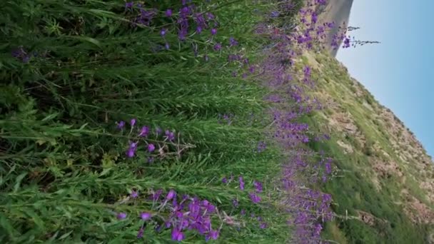 Blühende Blüten Der Chamaenerion Angustifolium Pflanze Auf Einer Grünen Wiese — Stockvideo