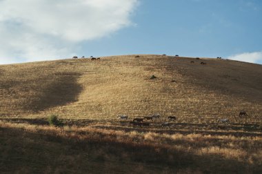 At sürüsü sonbaharda gün batımında çayırların tepelerinde vadide otlar.