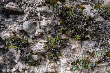 Dağdaki bir taşın dokusu Çimen ve yosun ile yakın plan
