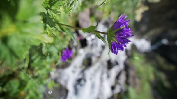 Flores Color Púrpura Florecen Junto Arroyo Río Montaña Campo Primavera — Vídeo de stock