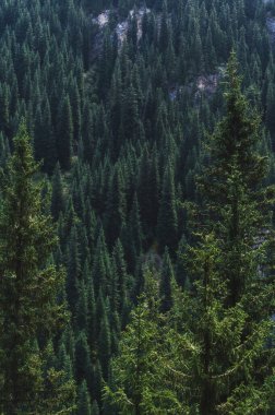 Yazın, Kazakistan 'daki Tien Shan Dağları' nda köknar ladin ormanları olan güzel bir manzara.
