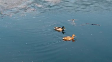 Bir çift yaban ördeği yazın doğal ortamlarında yansımalarıyla gölette yüzerler. Yavaş çekim