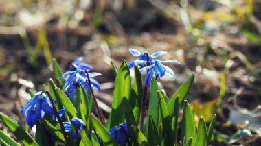 Bahçedeki mavi Scilla çiçekleri yakın plan. İlk bahar çiçekleri rüzgarda savrulur. Güneşli bir günde, makroda ağır çekimde.