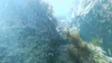 Denizde balık, denizanası ve yosun ile resifler arasında deniz sualtı şnorkelli yüzme. Sığ Karadeniz 'de dalış