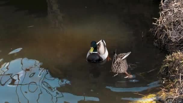 Göletin Kıyısındaki Doğal Ortamlarında Bir Çift Yaban Ördeği Drake Dişi — Stok video
