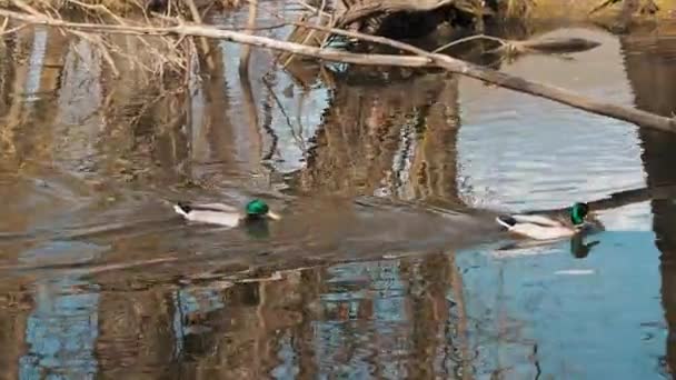 Zwei Wilde Stockenten Schwimmen Auf Dem Fluss Auf Der Wasseroberfläche — Stockvideo