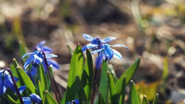 庭のクローズアップで青いスカイラの花 スローモーションでマクロで晴れた日の風に揺れる最初の春の花 — ストック動画