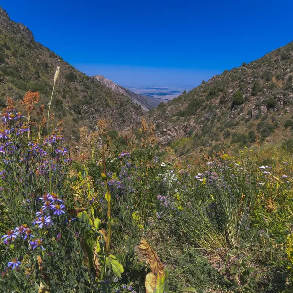 Vihreä Kenttä Kukkivat Kukat Kaskasu Rotkon Tien Shan Vuoret Kazakstanissa — kuvapankkivalokuva