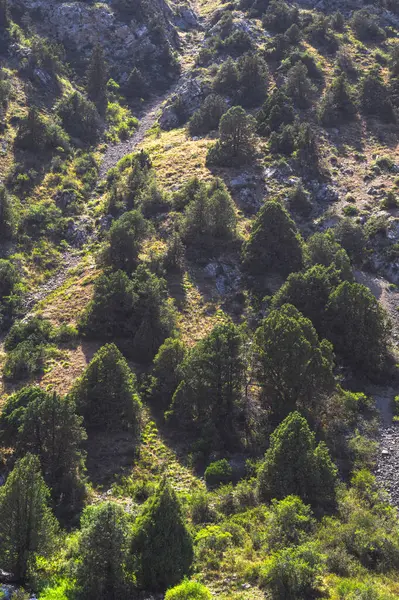 Mäntypuut Vuorenrinteellä Auringonvalossa Kesällä — kuvapankkivalokuva