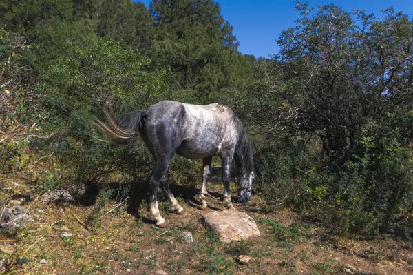Kaunis Valkoinen Hevonen Ori Laiduntaminen Pellolla Lähellä Metsää Luonnossa — kuvapankkivalokuva