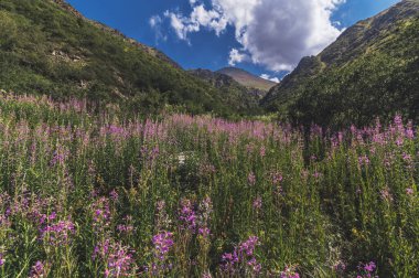 landscape with a field with blooming chamaenerion angustifolium, willow herb in the mountains in summer clipart