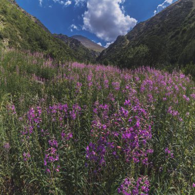Çiçek açan angustifolium çiçekli bir arazi. Yazın dağlarda söğüt ağacı.