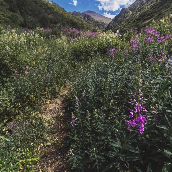 stock image landscape with a field with blooming chamaenerion angustifolium, willow herb in the mountains in summer