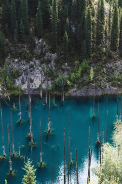 Kazakistan 'daki Tien Shan dağlarındaki Kaindy Gölü' nde batık bir köknar ormanı var. Bir İHA 'dan üst görünüm