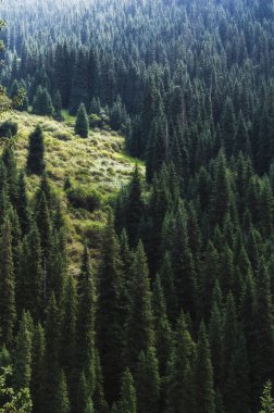 Yazın Kazakistan 'daki Tien Shan dağlarında köknar ladin ormanları olan manzara. Bir İHA 'dan üst görünüm