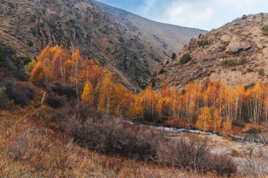 Sonbaharda vadide portakal ağaçları olan huş ağacında bir nehir deresi olan renkli bir manzara.